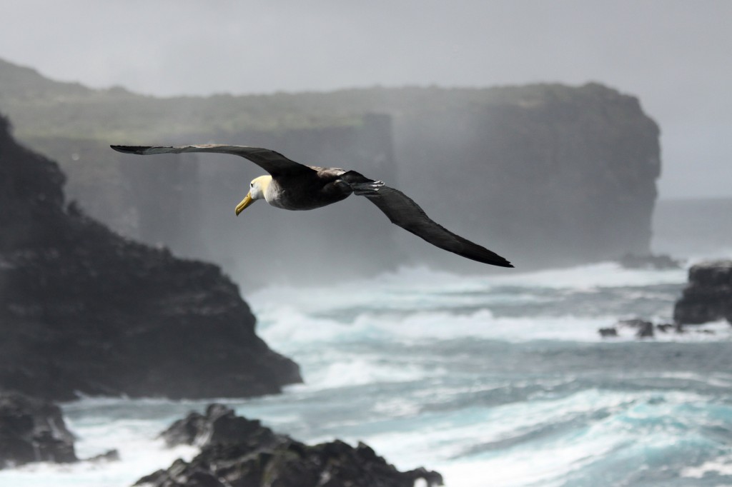 galapagos-albatros-ngvogel-345004